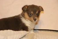 Otter, a male Pembroke Welsh Corgi for sale in LaPorte, IN – Photo 3 of 5