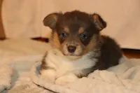 Otter, a male Pembroke Welsh Corgi for sale in LaPorte, IN – Photo 4 of 5