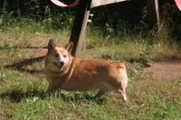 Lizzy, a female Pembroke Welsh Corgi for sale in LaPorte, IN – 2 of 9