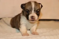 Pip, a male Pembroke Welsh Corgi for sale in LaPorte, IN – Photo 2 of 3