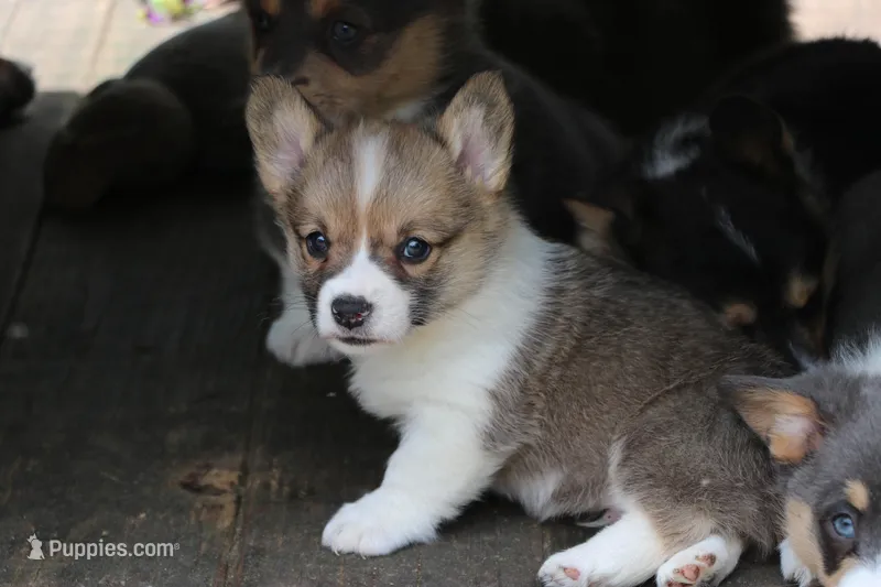 Pip – Pembroke Welsh Corgi puppy for sale in LaPorte, IN