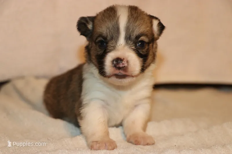 Pip – Pembroke Welsh Corgi puppy for sale in LaPorte, IN