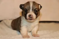 Pip, a male Pembroke Welsh Corgi for sale in LaPorte, IN – Photo 1 of 3