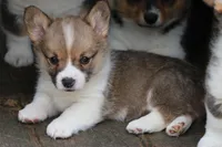 Pip, a male Pembroke Welsh Corgi for sale in LaPorte, IN – 10 of 10