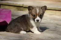Pip, a male Pembroke Welsh Corgi for sale in LaPorte, IN – 9 of 10