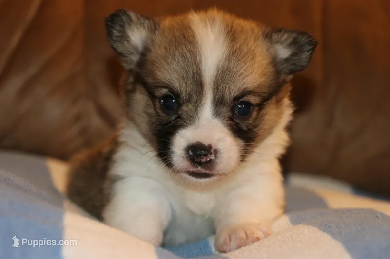 Pip – Pembroke Welsh Corgi puppy for sale in LaPorte, IN