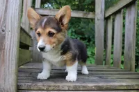 Chubbies, a male Pembroke Welsh Corgi for sale in LaPorte, IN – 2 of 10