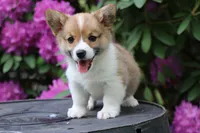 Pip, a male Pembroke Welsh Corgi for sale in LaPorte, IN – 5 of 10