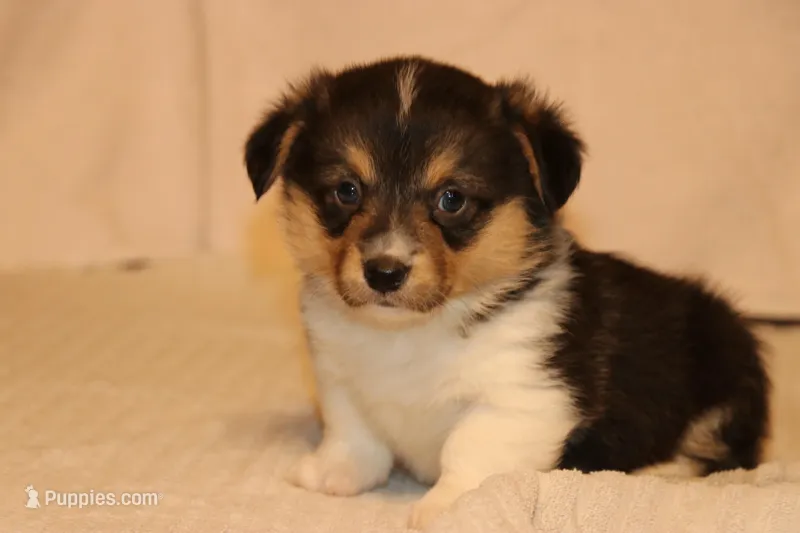 Chow – Pembroke Welsh Corgi puppy for sale in LaPorte, IN