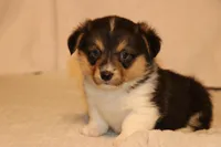 Chow, a male Pembroke Welsh Corgi for sale in LaPorte, IN – Photo 1 of 3