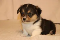 Chow, a male Pembroke Welsh Corgi for sale in LaPorte, IN – Photo 2 of 3