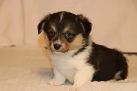 Chow, a male Pembroke Welsh Corgi for sale in LaPorte, IN – Photo 3 of 3
