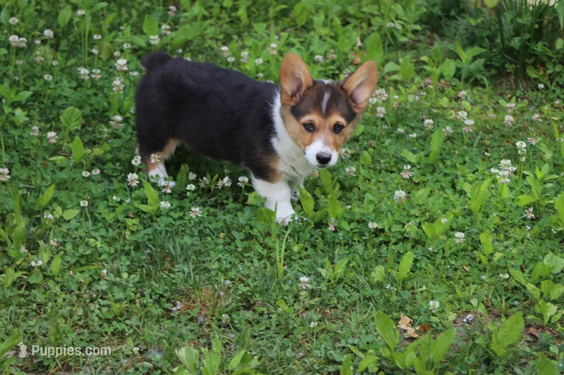 Chubbies – Pembroke Welsh Corgi puppy for sale in LaPorte, IN