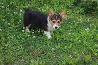 Chubbies, a male Pembroke Welsh Corgi for sale in LaPorte, IN – 1 of 10