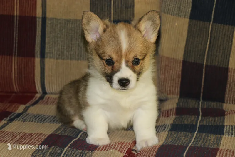 Pip – Pembroke Welsh Corgi puppy for sale in LaPorte, IN