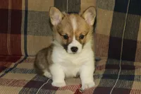 Pip, a male Pembroke Welsh Corgi for sale in LaPorte, IN – 6 of 10