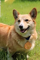 Lizzy, a female Pembroke Welsh Corgi for sale in LaPorte, IN – 5 of 9