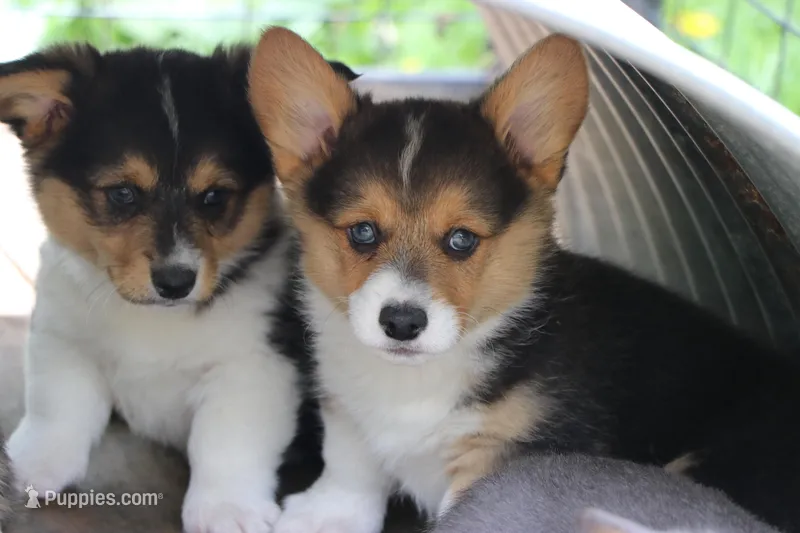 Chubbies – Pembroke Welsh Corgi puppy for sale in LaPorte, IN