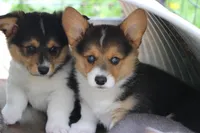 Chubbies, a male Pembroke Welsh Corgi for sale in LaPorte, IN – 8 of 10