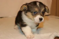 Chubbies, a male Pembroke Welsh Corgi for sale in LaPorte, IN – Photo 2 of 4