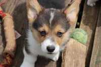 Chubbies, a male Pembroke Welsh Corgi for sale in LaPorte, IN – 10 of 10