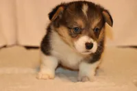 Chubbies, a male Pembroke Welsh Corgi for sale in LaPorte, IN – Photo 4 of 4