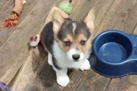 Chubbies, a male Pembroke Welsh Corgi for sale in LaPorte, IN – 9 of 10