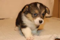 Chubbies, a male Pembroke Welsh Corgi for sale in LaPorte, IN – Photo 3 of 4