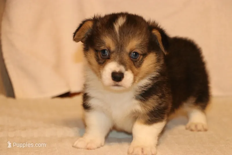 Chubbies – Pembroke Welsh Corgi puppy for sale in LaPorte, IN