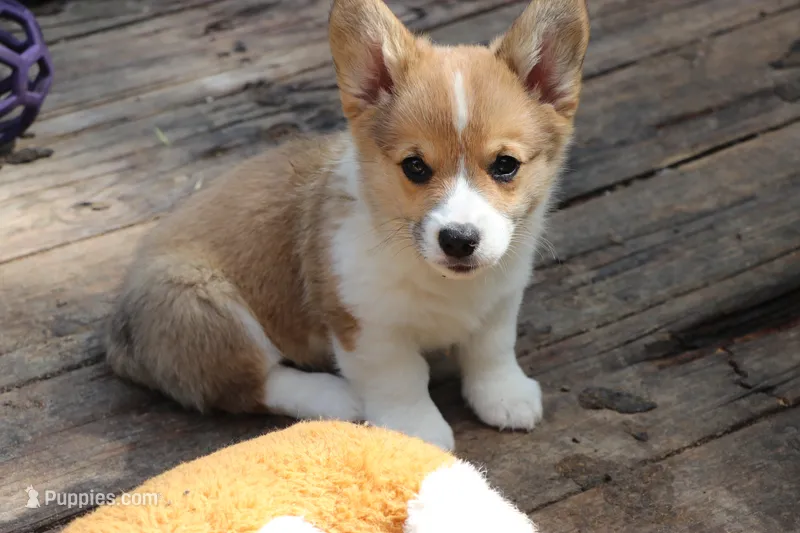Pip – Pembroke Welsh Corgi puppy for sale in LaPorte, IN