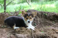 Chubbies, a male Pembroke Welsh Corgi for sale in LaPorte, IN – 6 of 10