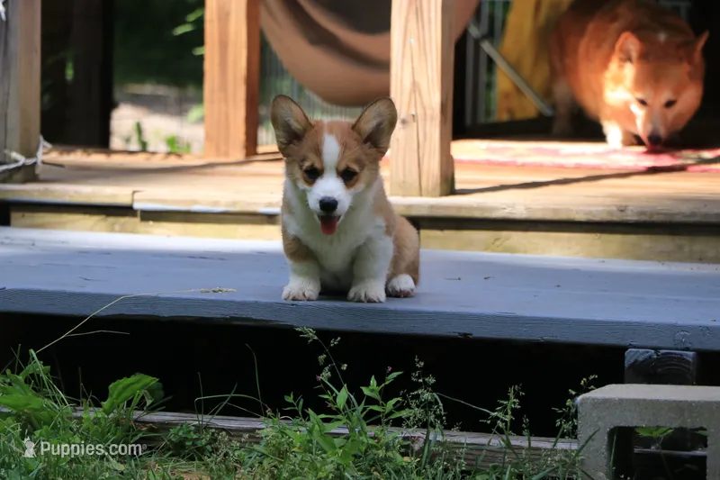 Peanut – Pembroke Welsh Corgi puppy for sale in LaPorte, IN