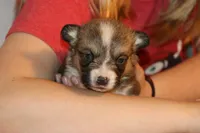 Charlie, a male Pembroke Welsh Corgi for sale in LaPorte, IN – Photo 2 of 3