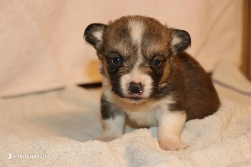 Charlie – Pembroke Welsh Corgi puppy for sale in LaPorte, IN