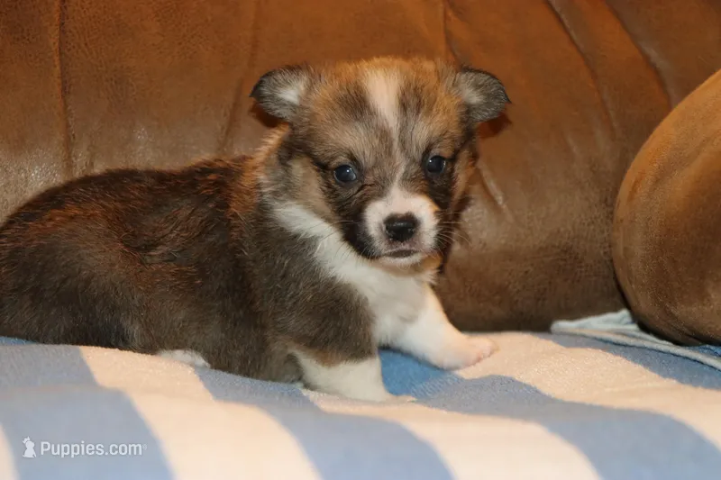 Charlie – Pembroke Welsh Corgi puppy for sale in LaPorte, IN
