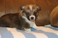 Charlie, a male Pembroke Welsh Corgi for sale in LaPorte, IN – 9 of 10