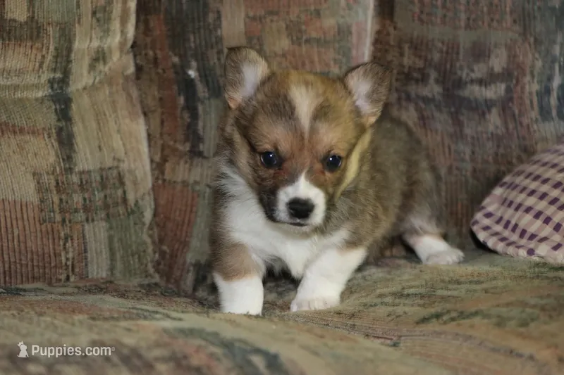 Charlie – Pembroke Welsh Corgi puppy for sale in LaPorte, IN