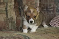 Charlie, a male Pembroke Welsh Corgi for sale in LaPorte, IN – 8 of 10