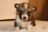 Charlie, a male Pembroke Welsh Corgi for sale in LaPorte, IN – Photo 3 of 3