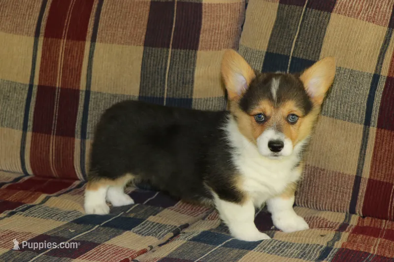 Chubbies – Pembroke Welsh Corgi puppy for sale in LaPorte, IN