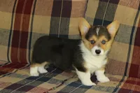 Chubbies, a male Pembroke Welsh Corgi for sale in LaPorte, IN – 7 of 10