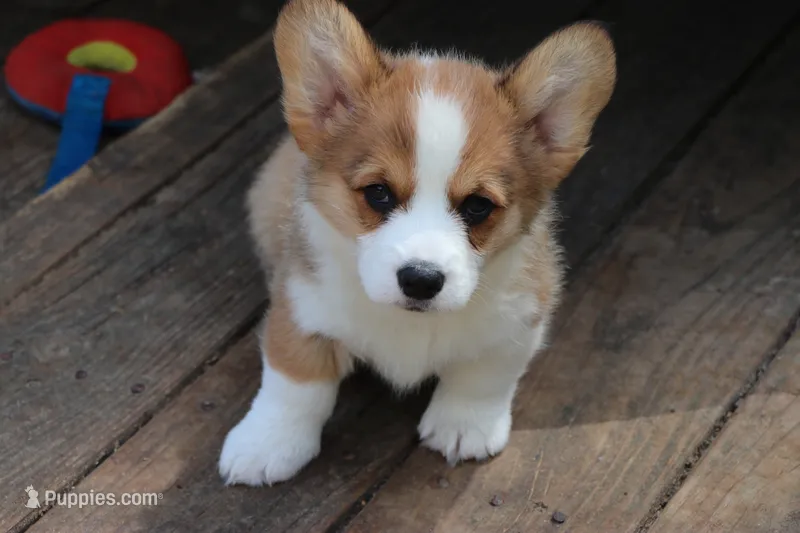 Peanut – Pembroke Welsh Corgi puppy for sale in LaPorte, IN