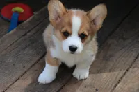 Peanut, a male Pembroke Welsh Corgi for sale in LaPorte, IN – 4 of 10