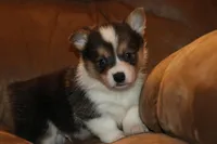 sergeant squeakers, a male Pembroke Welsh Corgi for sale in LaPorte, IN – Photo 2 of 9