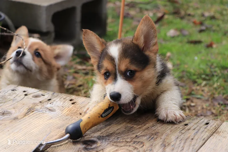 sergeant squeakers – Pembroke Welsh Corgi puppy for sale in LaPorte, IN