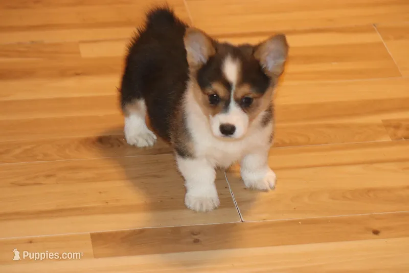 sergeant squeakers – Pembroke Welsh Corgi puppy for sale in LaPorte, IN