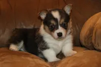 sergeant squeakers, a male Pembroke Welsh Corgi for sale in LaPorte, IN – Photo 1 of 9