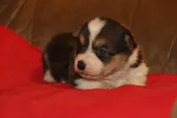 sergeant squeakers, a male Pembroke Welsh Corgi for sale in LaPorte, IN – Photo 7 of 9