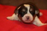 sergeant squeakers, a male Pembroke Welsh Corgi for sale in LaPorte, IN – Photo 8 of 9