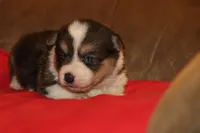 sergeant squeakers, a male Pembroke Welsh Corgi for sale in LaPorte, IN – Photo 4 of 9